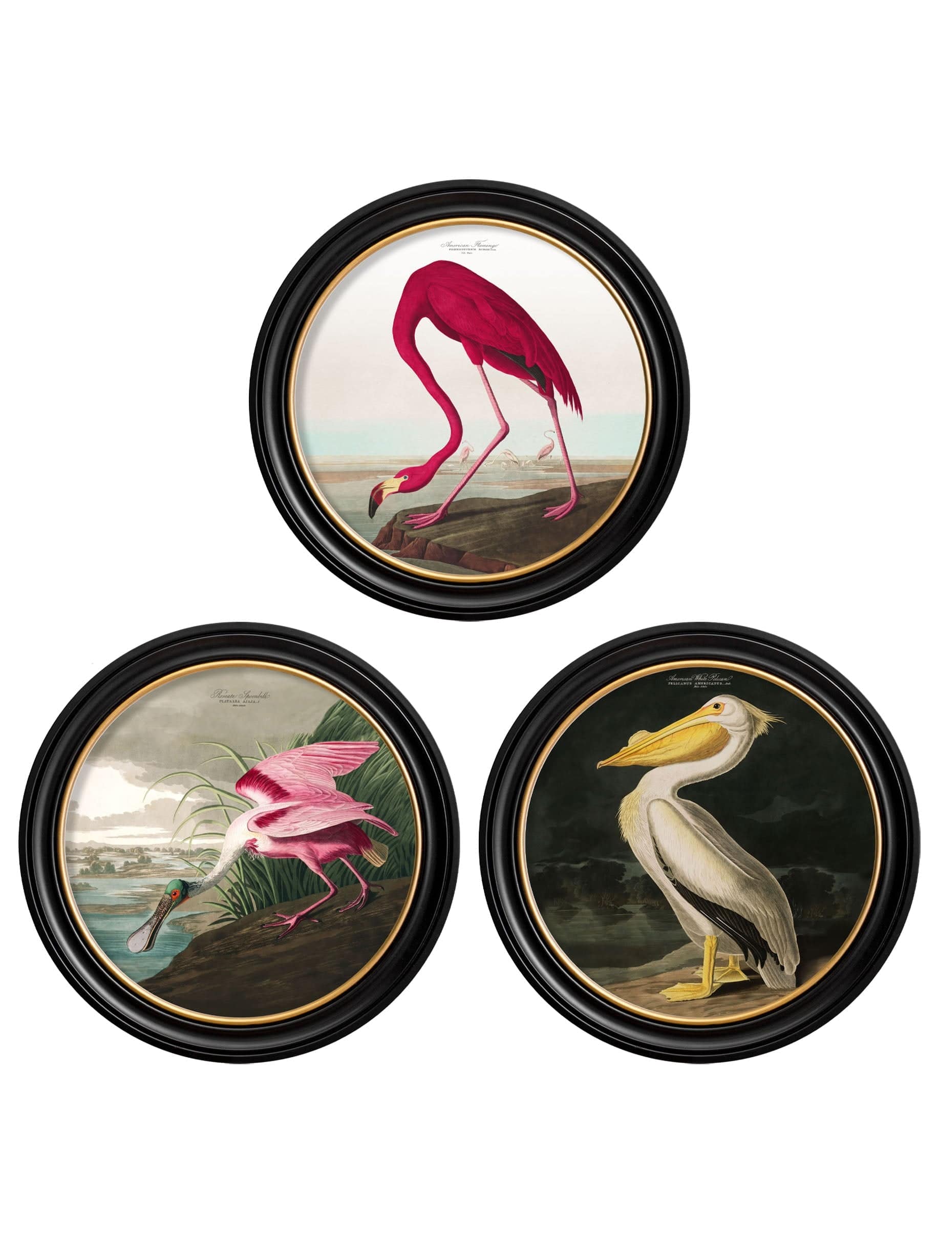 c.1838 Audubon's Birds of America in Round Frames - Blythe Living