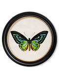 c.1836 Tropical Butterflies - Round Frames - Blythe Living