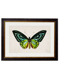 c.1836 Tropical Butterflies - Blythe Living