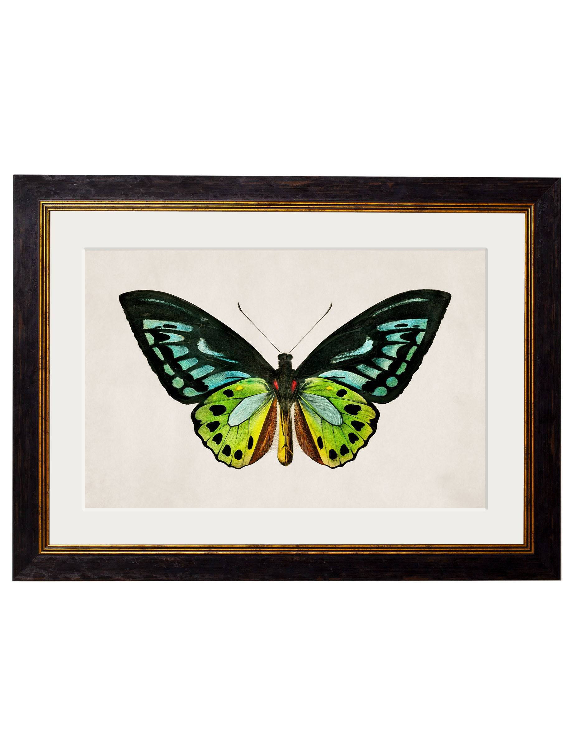 c.1836 Tropical Butterflies - Blythe Living