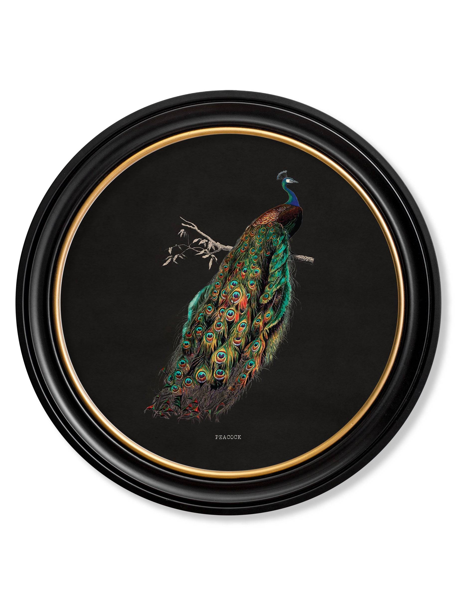 c.1847 Peacocks in Round Frames - Dark - Blythe Living