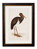 c.1850's British Wading Birds - Blythe Living