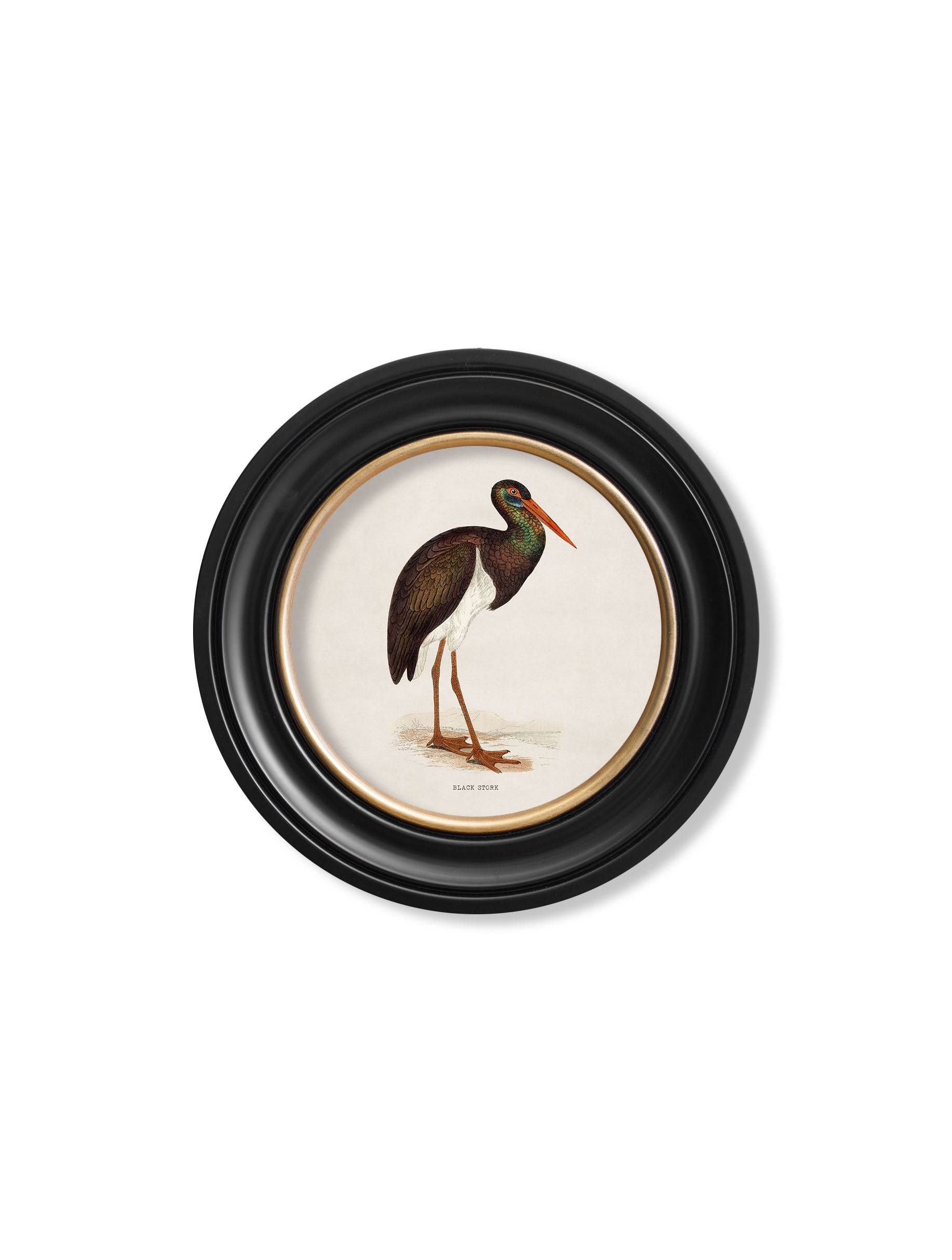 c.1870 Wading Birds in Round Frames - Blythe Living