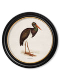 c.1870 Wading Birds in Round Frames - Blythe Living