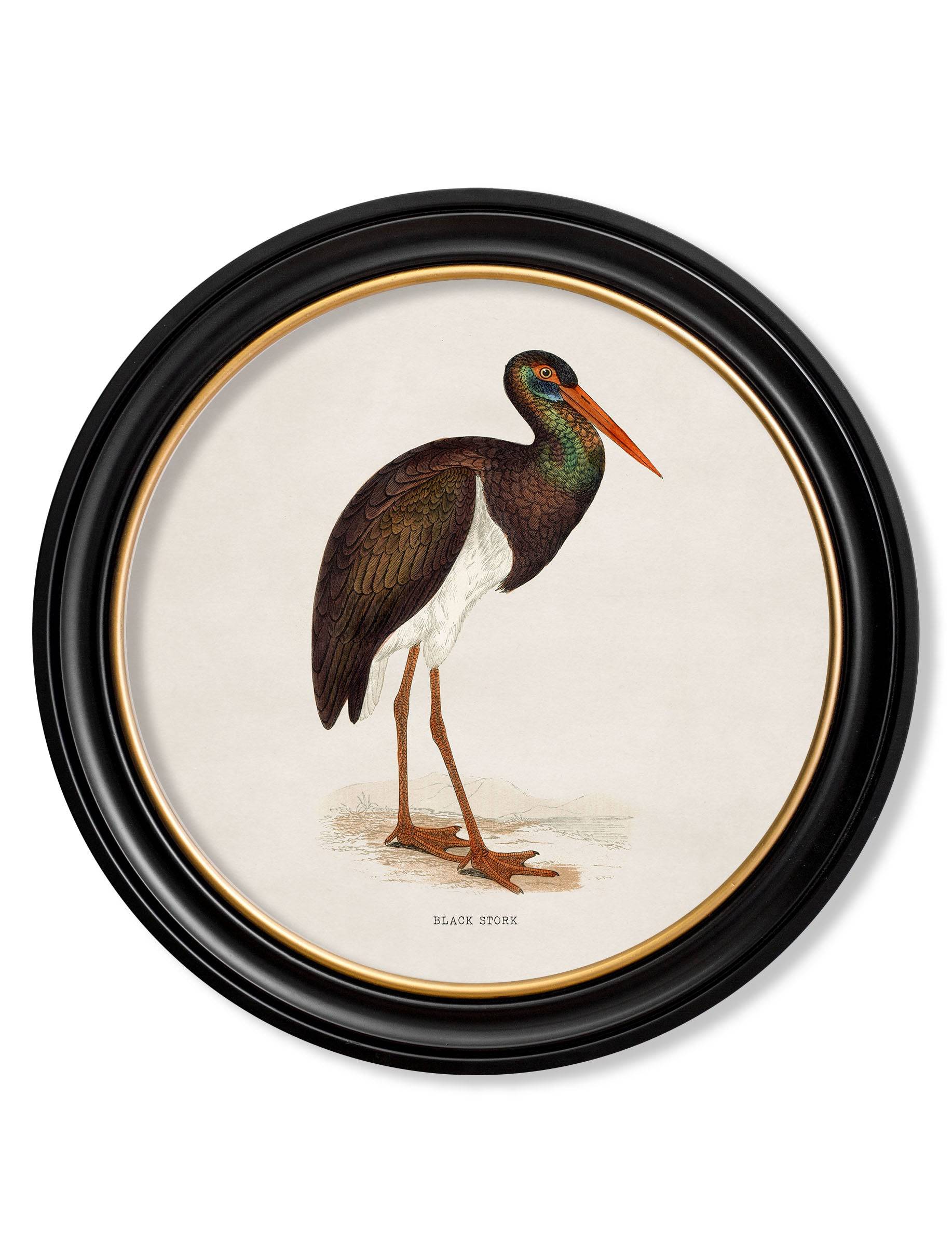 c.1870 Wading Birds in Round Frames - Blythe Living