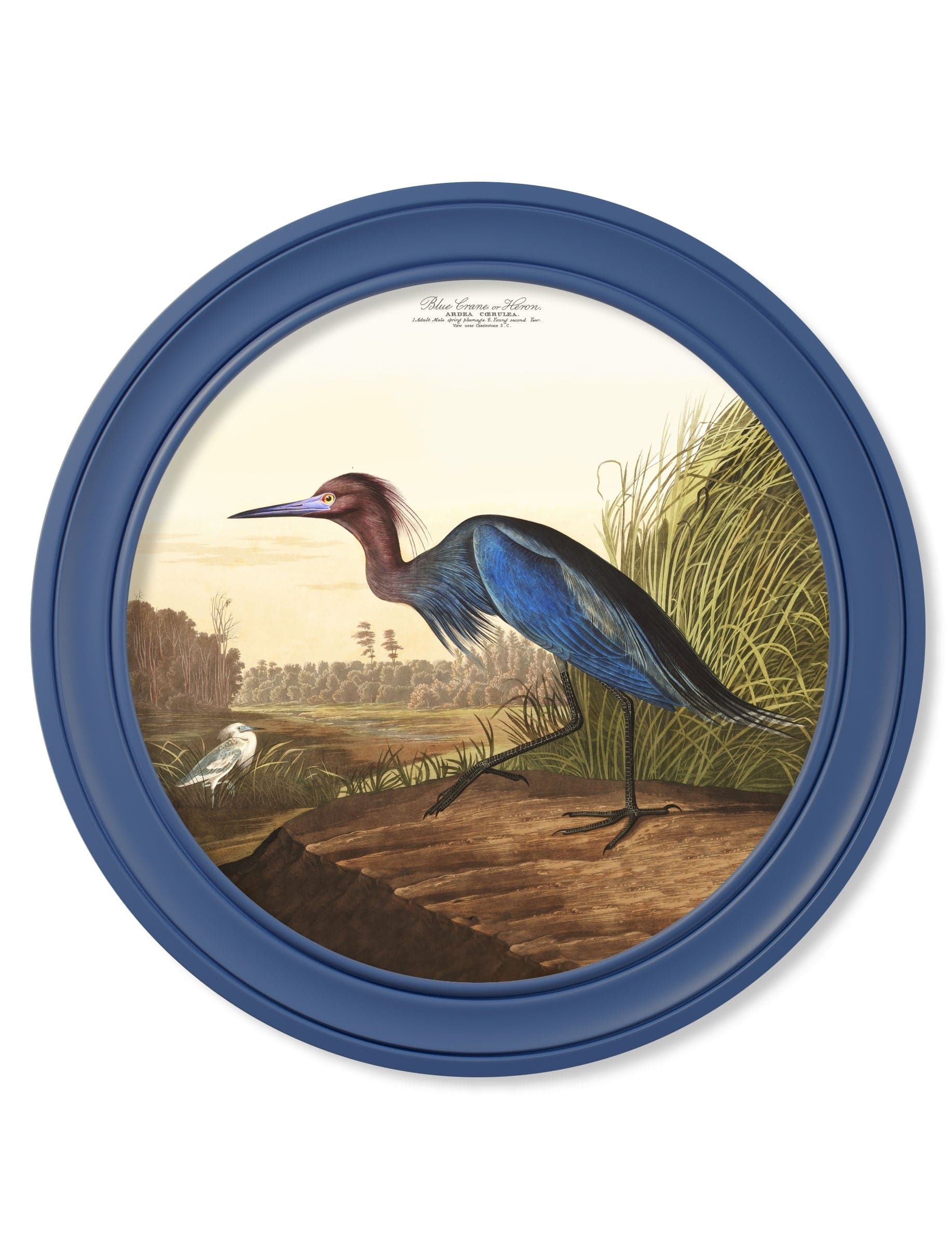 c.1838 Audubon's Blue Heron in Blue Frame - Blythe Living