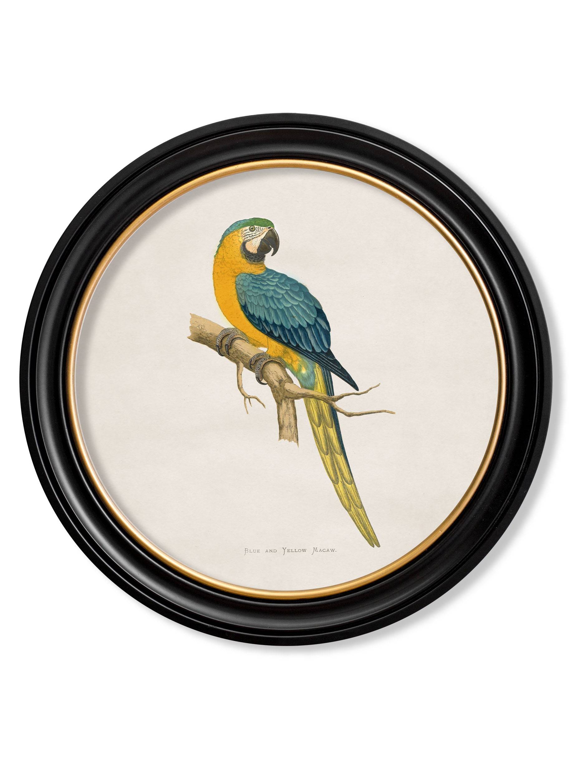 C.1884 Collection of Macaws in Round Frames - Blythe Living