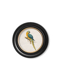 C.1884 Collection of Macaws in Round Frames - Blythe Living