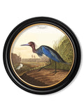 c.1838 Audubon's Herons in Round Frames - Blythe Living