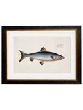 c.1785 Studies of Salmon - Blythe Living