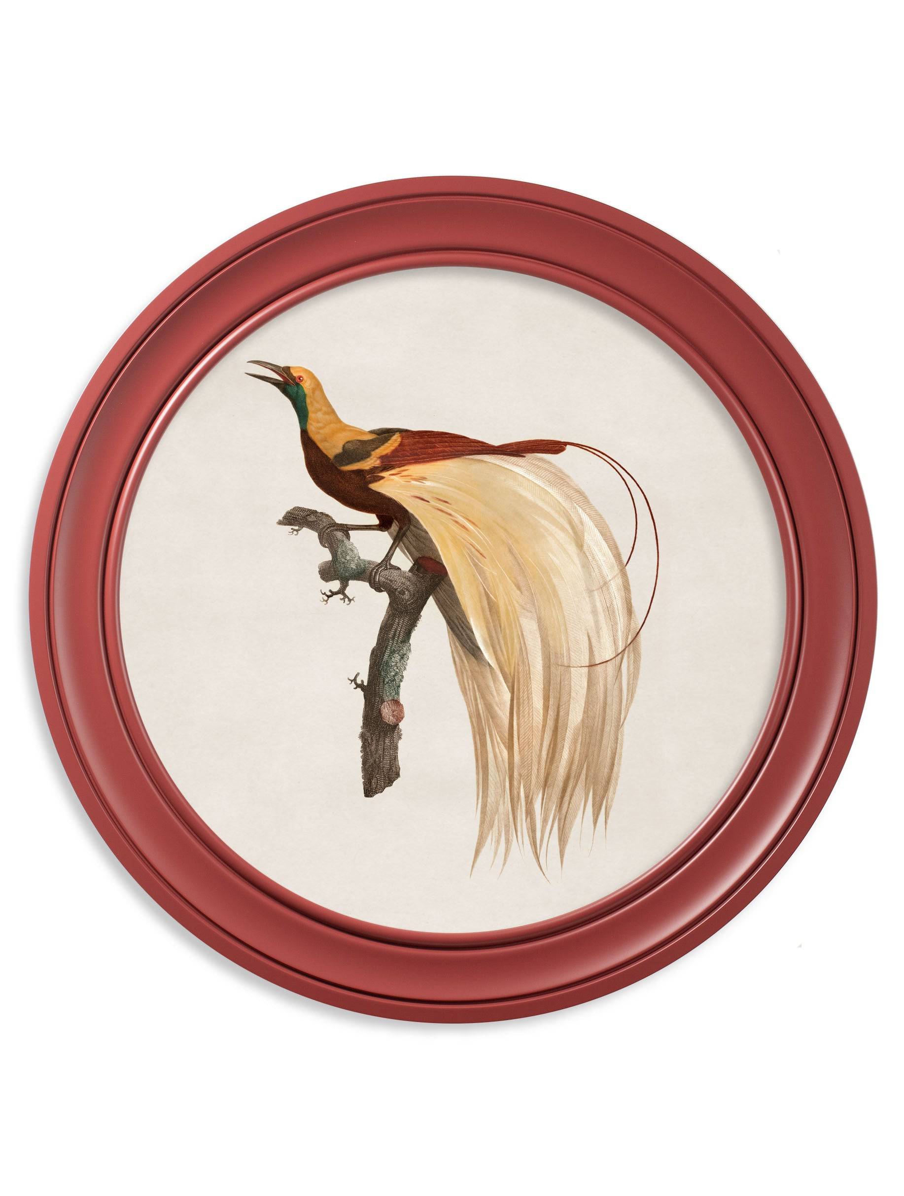 c.1809 Birds of Paradise - Round Frames Red - Blythe Living