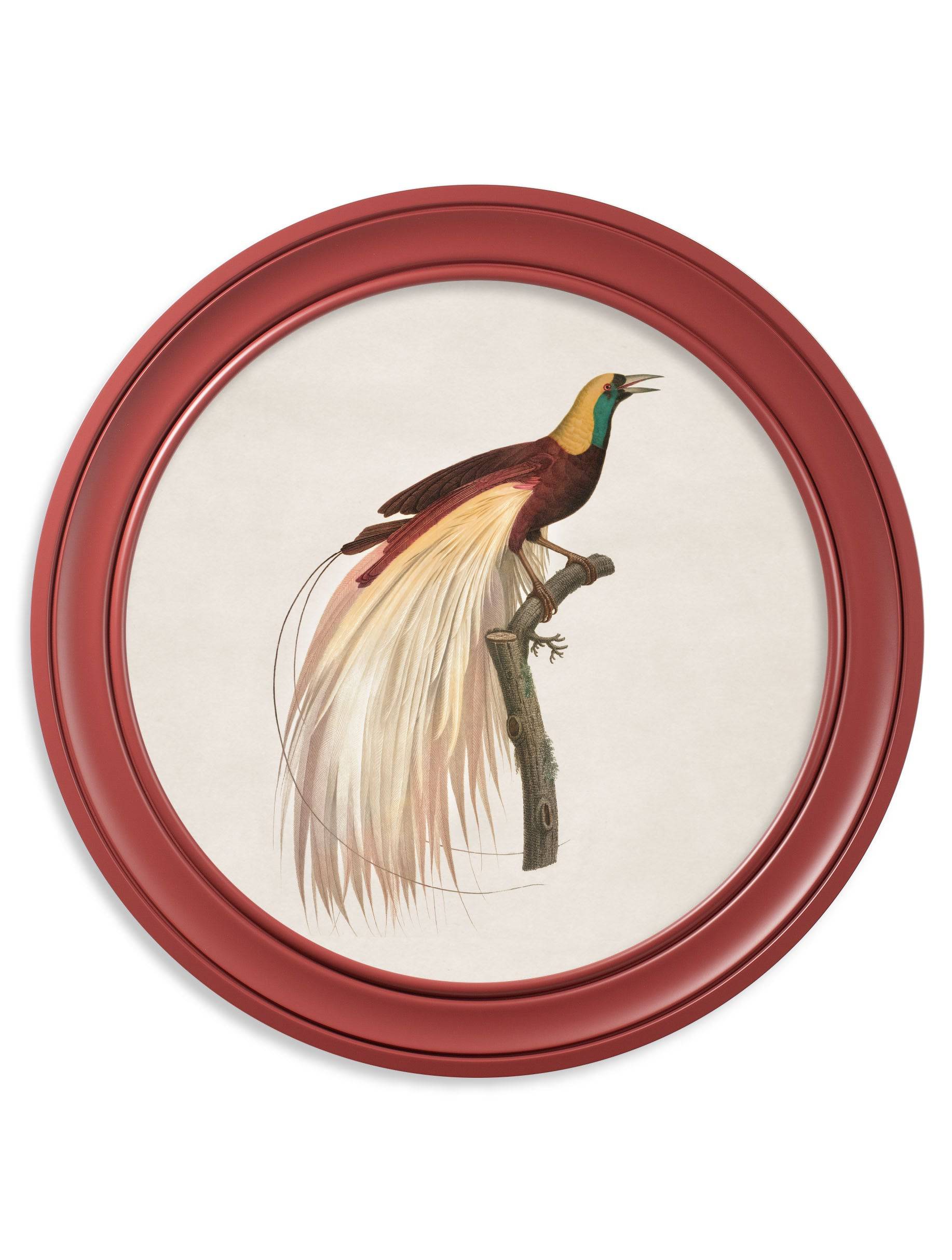 c.1809 Birds of Paradise - Round Frames Red - Blythe Living