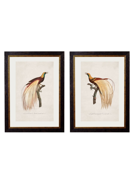 c.1809 Birds of Paradise - Blythe Living