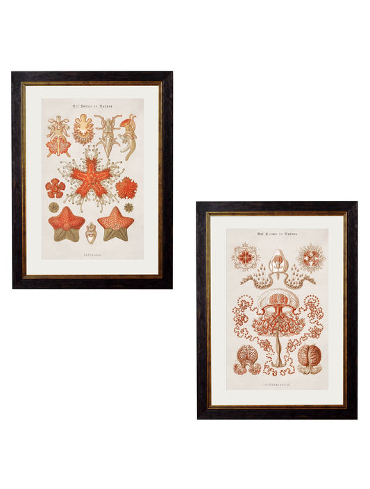 c.1904 Haeckel Marine Animals - Blythe Living