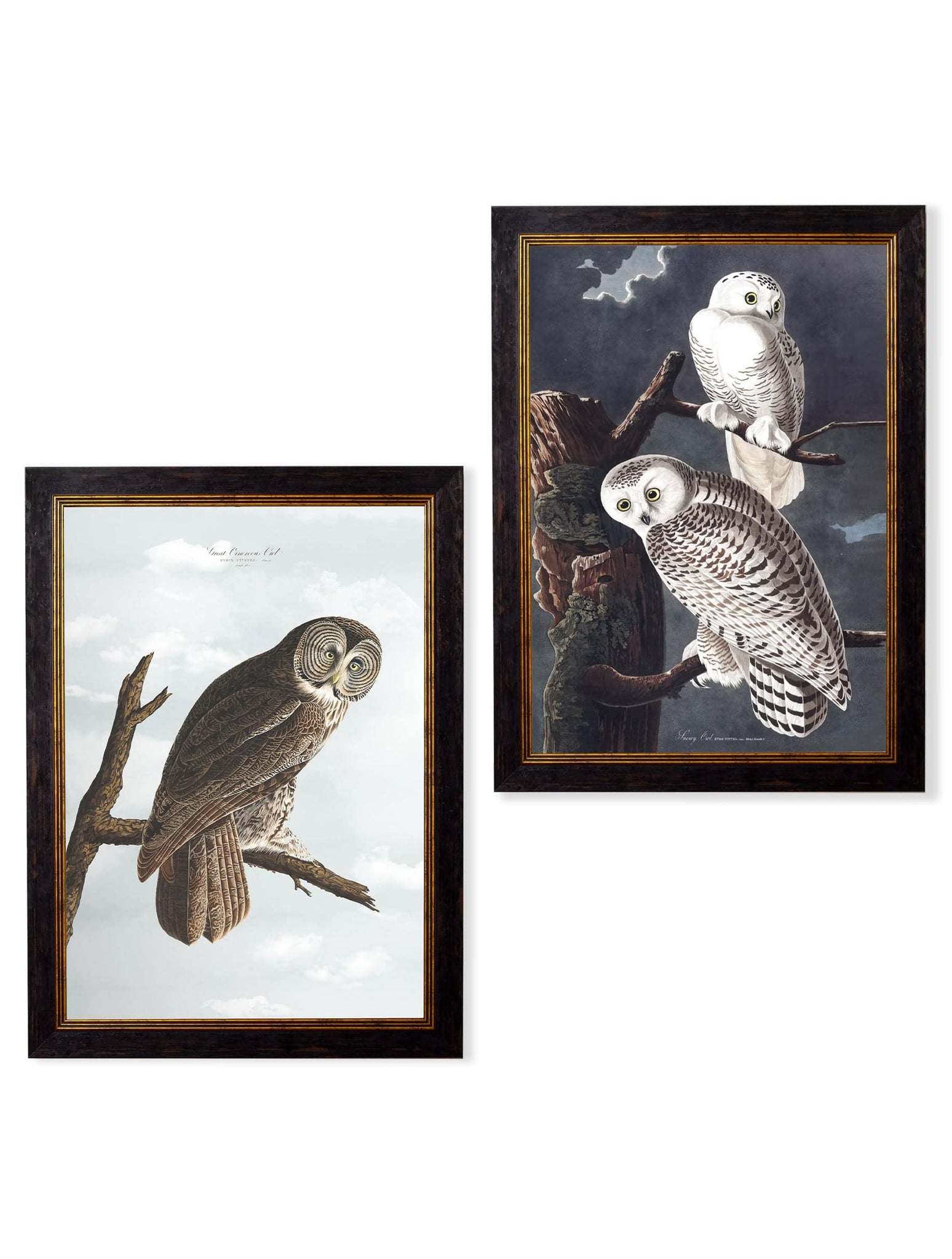 c.1838 Audubon's Owls - Blythe Living