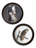 c.1838 Audubon's Owls - Round Frame - Blythe Living