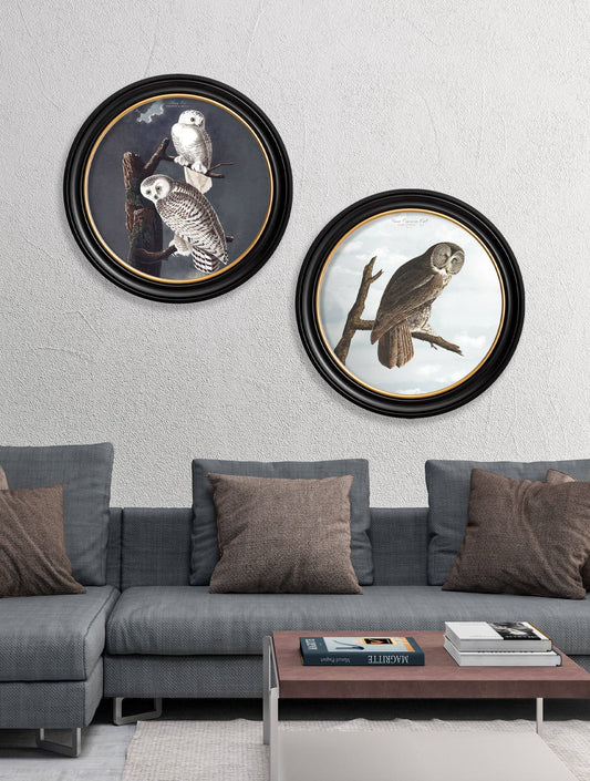 c.1838 Audubon's Owls - Round Frame - Blythe Living