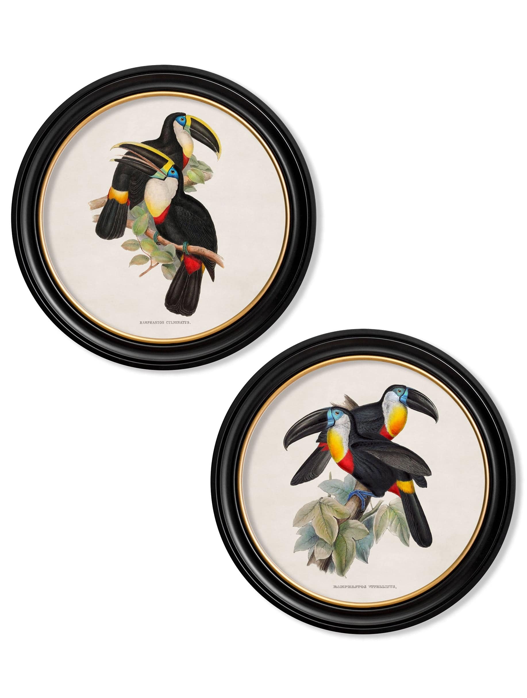 c.1848 Toucans - Round Frames - Blythe Living