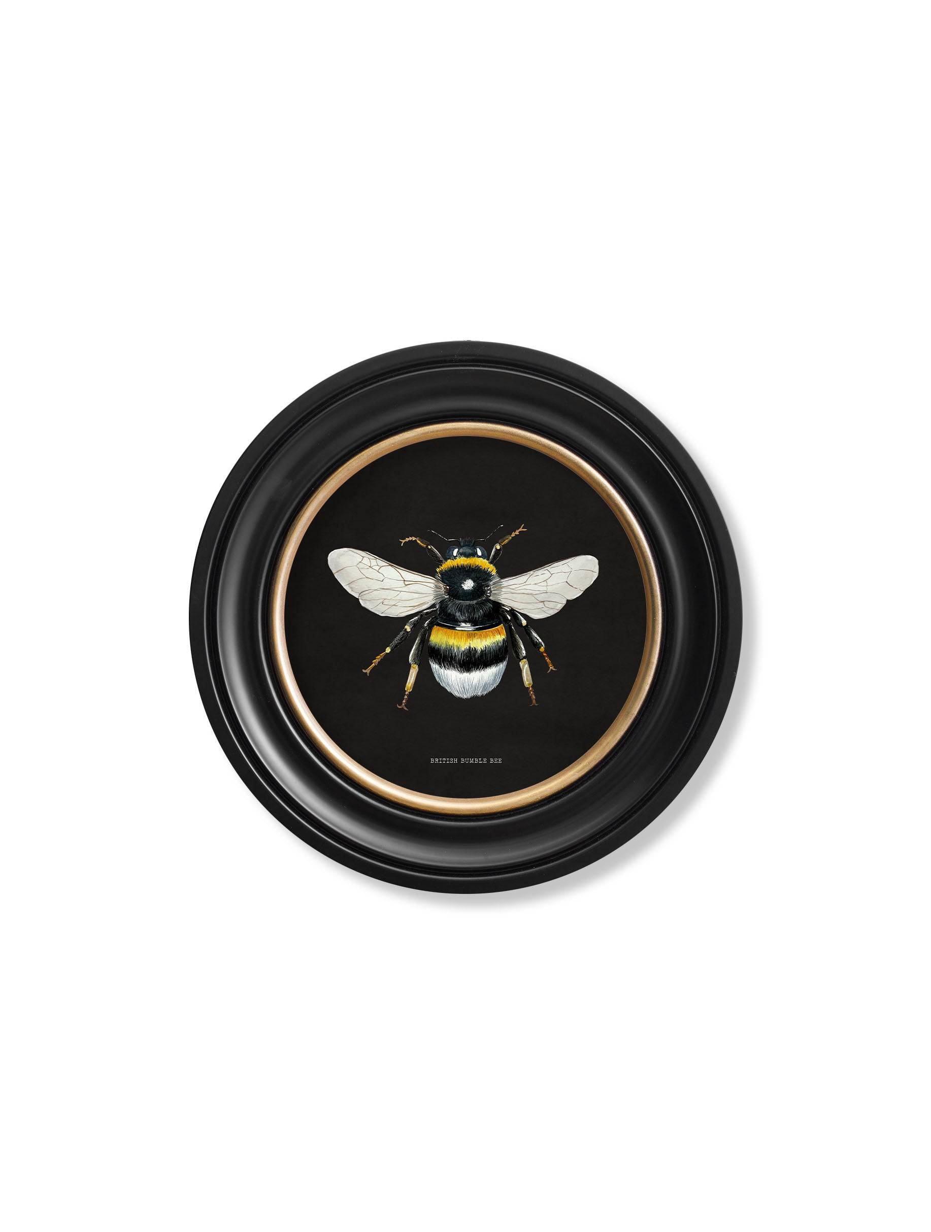 c892 British Bees Round Frame - Dark - Blythe Living