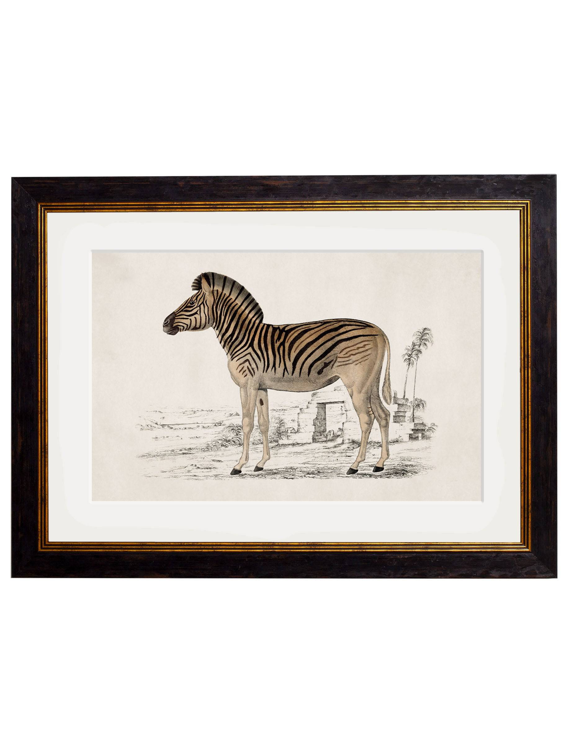 c.1774 Zebra