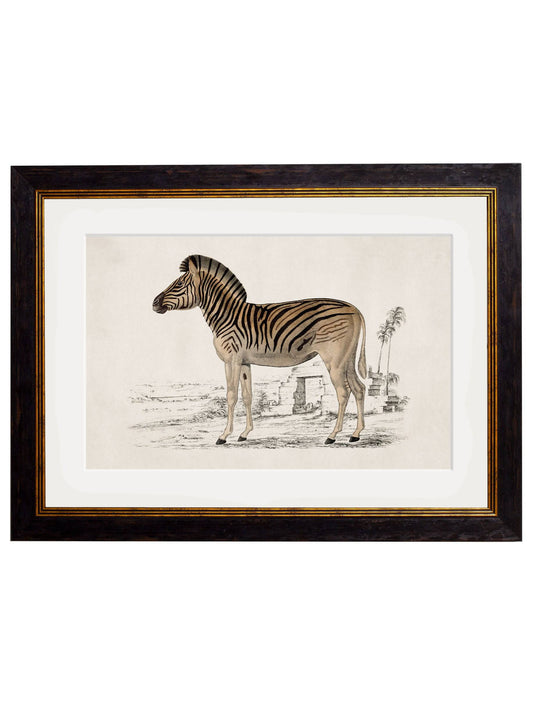 c.1774 Zebra