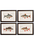 c.1785 Fresh Water Fish – Vintage Natural History Prints