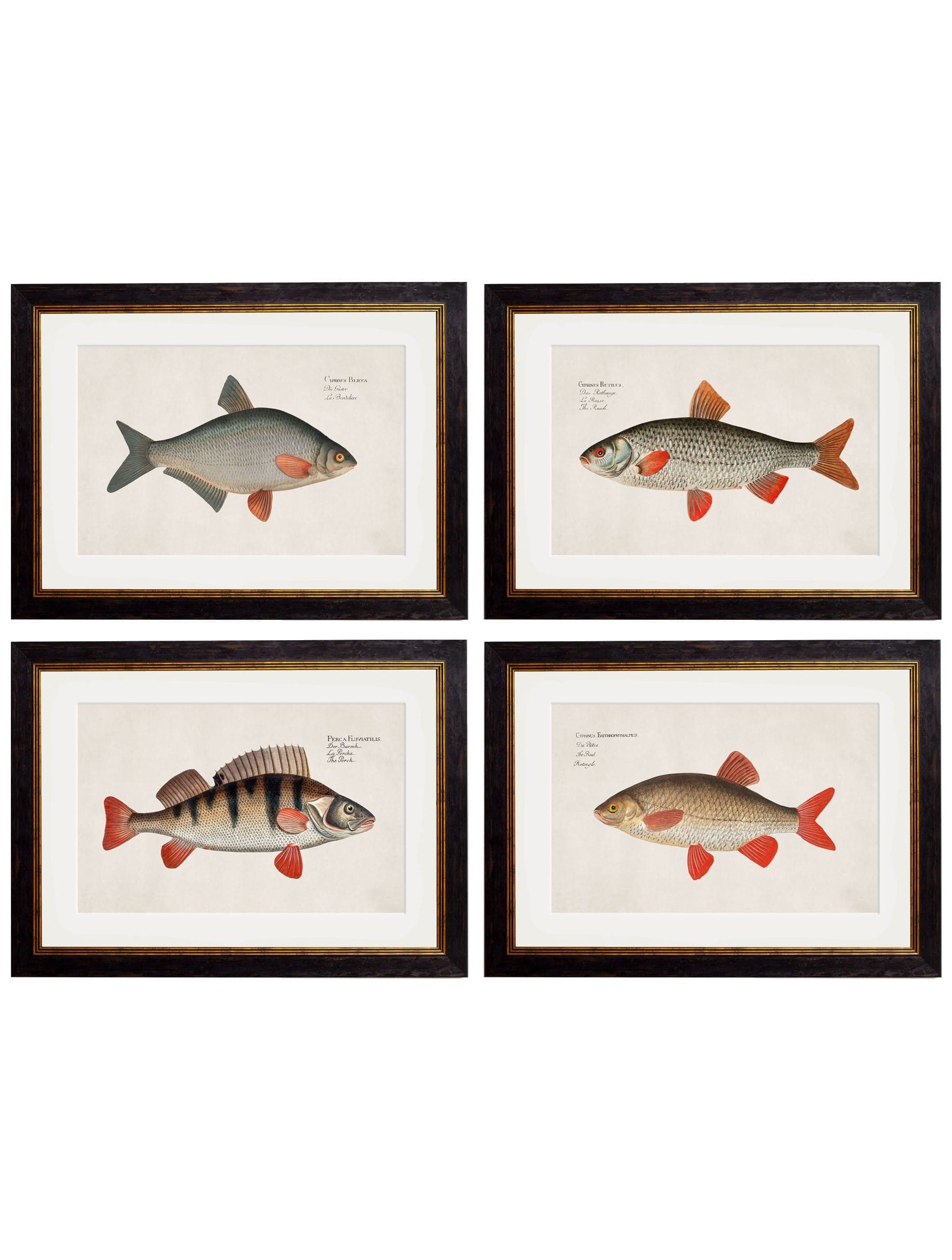 c.1785 Fresh Water Fish – Vintage Natural History Prints