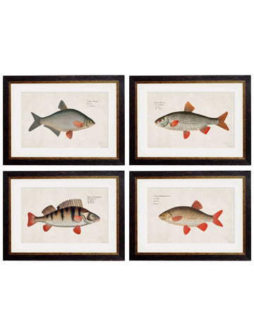 c.1785 Fresh Water Fish – Vintage Natural History Prints
