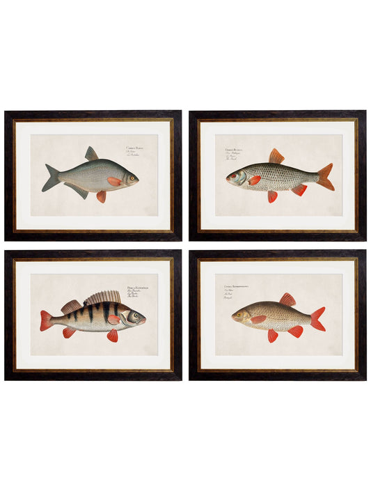 c.1785 Fresh Water Fish – Vintage Natural History Prints