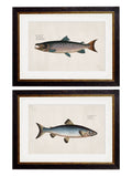 c.1785 Studies of Salmon – Vintage Natural History Fish Prints
