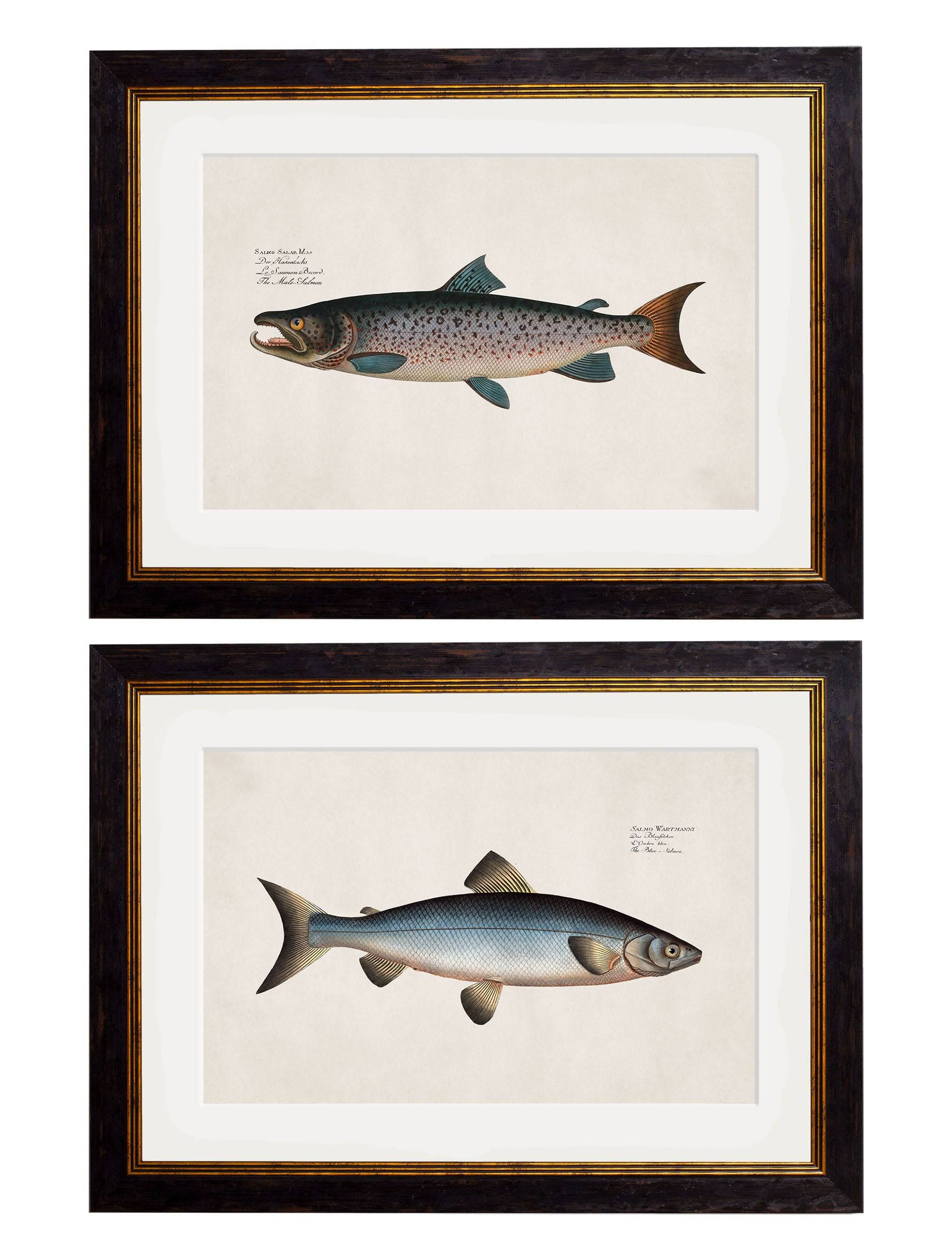 c.1785 Studies of Salmon – Vintage Natural History Fish Prints