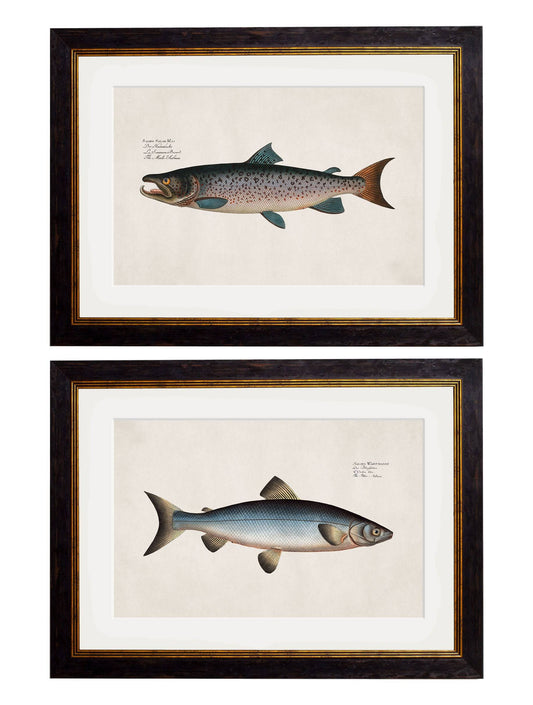 c.1785 Studies of Salmon – Vintage Natural History Fish Prints