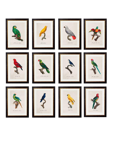 c.1800's Collection of Parrots | Vibrant French Early 1800s Print Set of 12