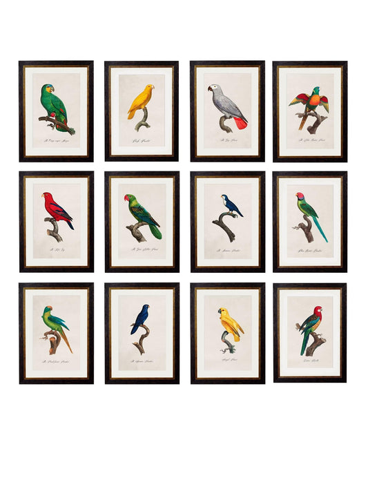 c.1800's Collection of Parrots | Vibrant French Early 1800s Print Set of 12