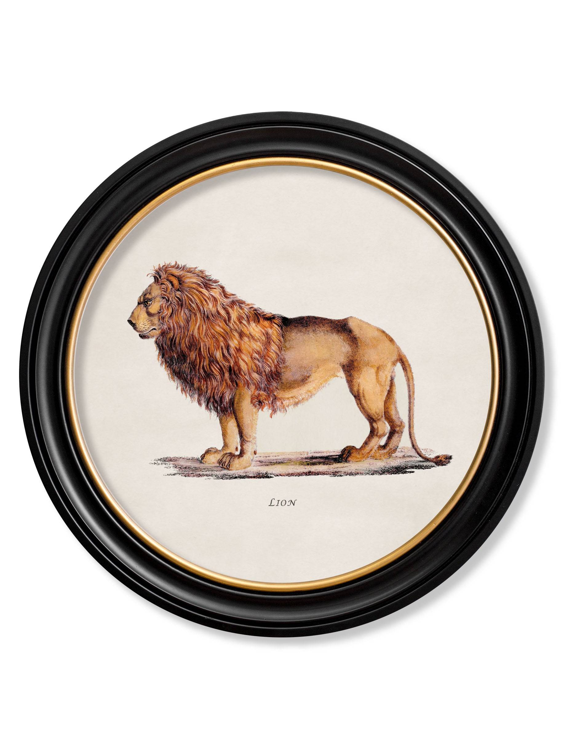 c.1800s Lion and Lioness Round Frames for sale free UK delivery
