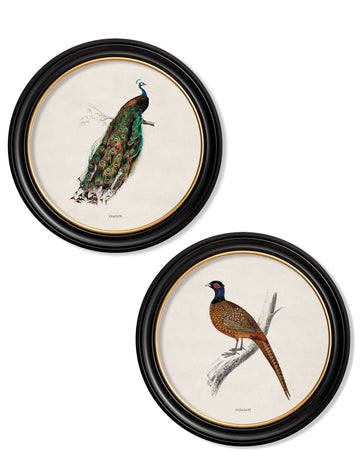 c.1809 British Birds – Vintage Natural History Prints in Round Frames