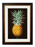 c.1812 Pineapple Study (Black)