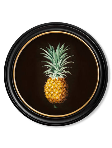 c.1812 Pineapple Study – Vintage Botanical Print in Black Round Frame
