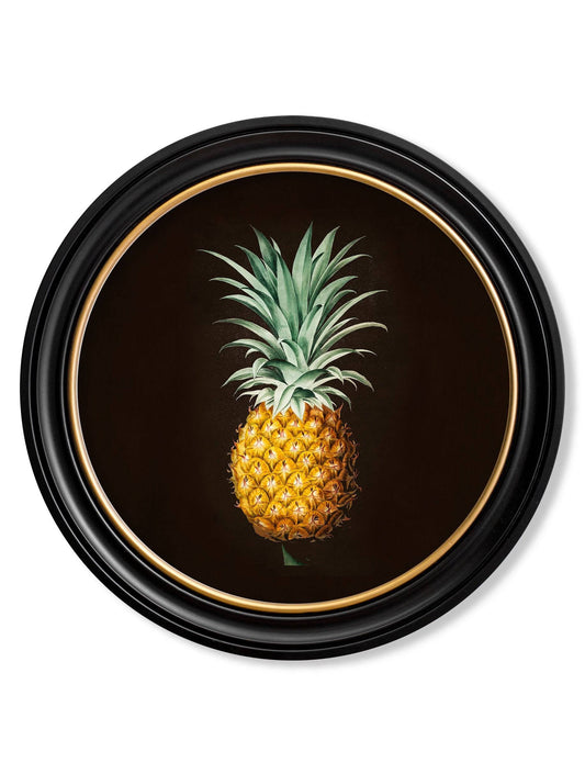 c.1812 Pineapple Study – Vintage Botanical Print in Black Round Frame