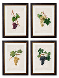 c.1817 Collection of Botanical Grapes | Vintage French Wine Grape Prints Set of 4