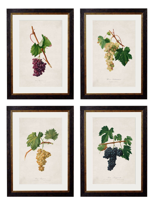 c.1817 Collection of Botanical Grapes | Vintage French Wine Grape Prints Set of 4