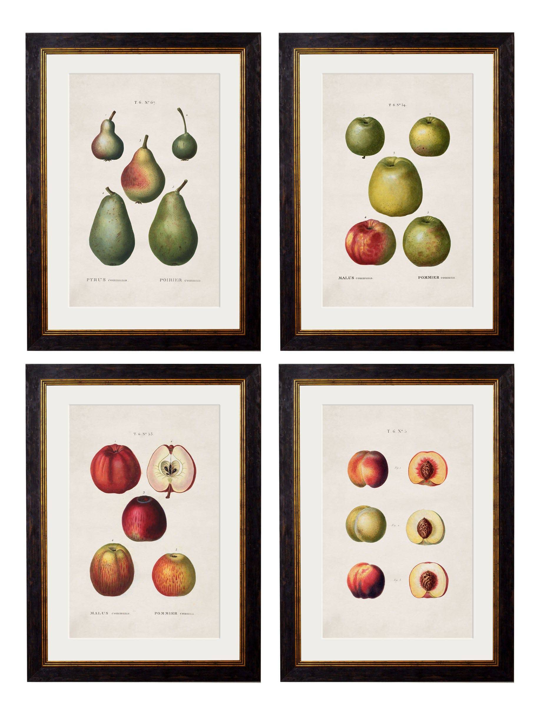c.1819 Study of British Fruit – Vintage Botanical Kitchen Prints
