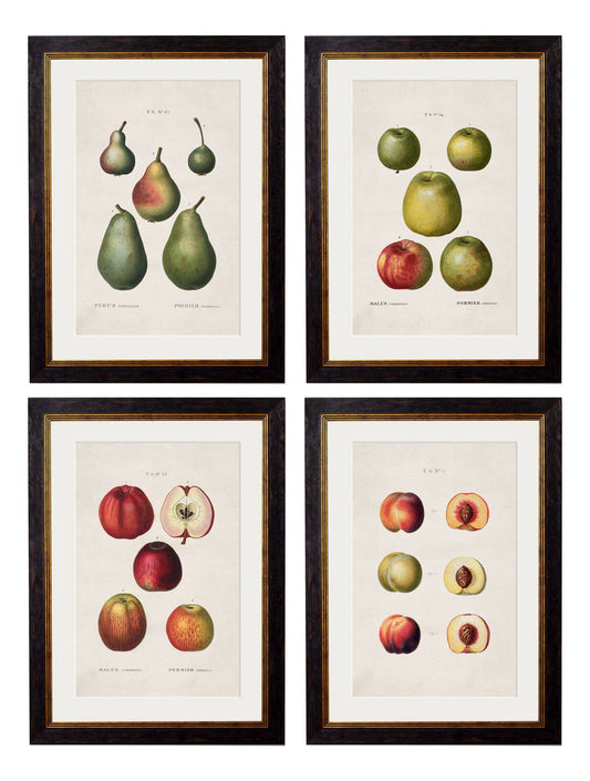 c.1819 Study of British Fruit – Vintage Botanical Kitchen Prints