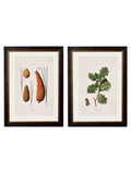 c.1819 Study of British Leaves & Pinecones – Vintage Botanical Prints