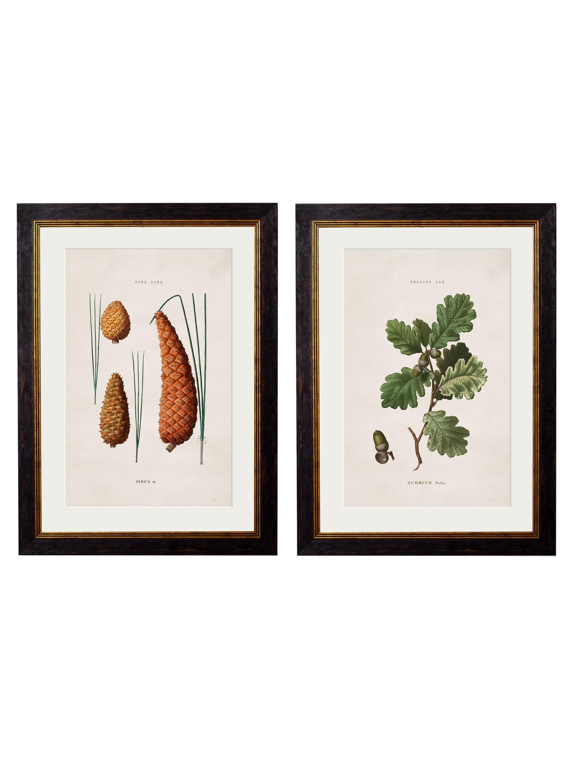 c.1819 Study of British Leaves & Pinecones – Vintage Botanical Prints