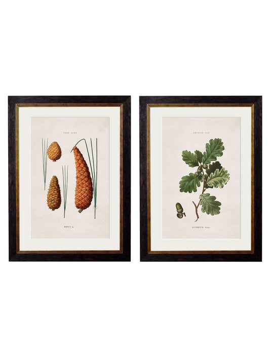 c.1819 Study of British Leaves & Pinecones – Vintage Botanical Prints