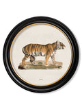 c.1824 Tiger - Round Frame