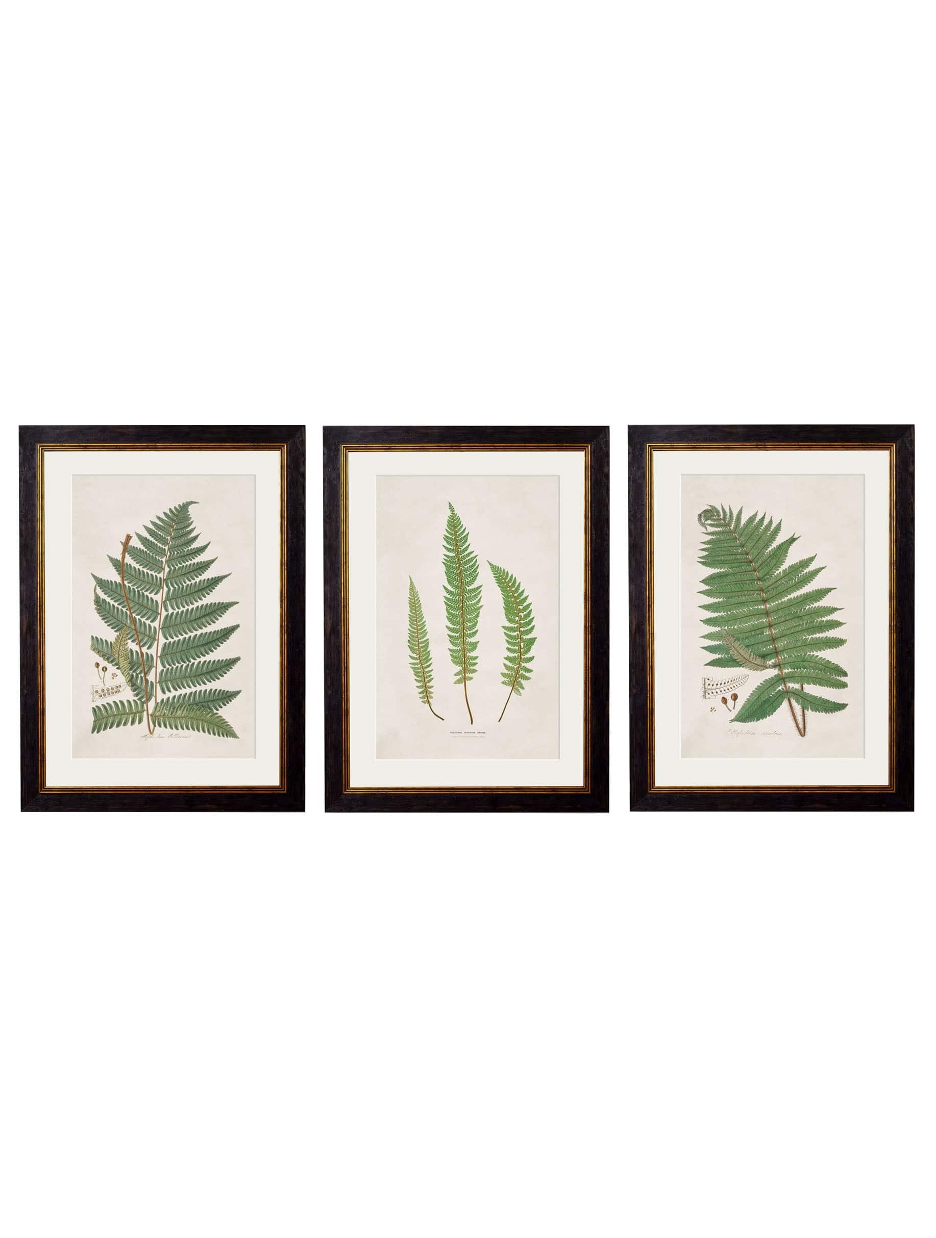 c.1831 Collection of Ferns