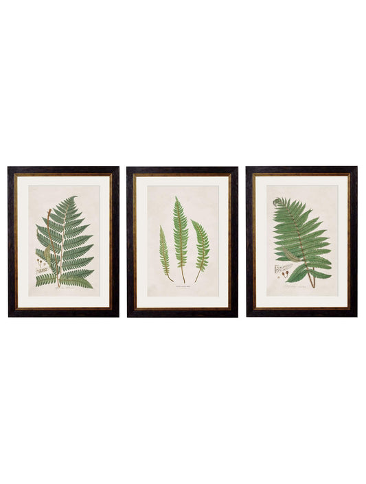 c.1831 Collection of Ferns