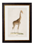 ]c.1836 Giraffe